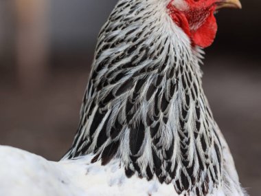 Beyaz ve Siyah Brahma Tavuk Tüylerinin Ayrıntılı Yakın Çekimi