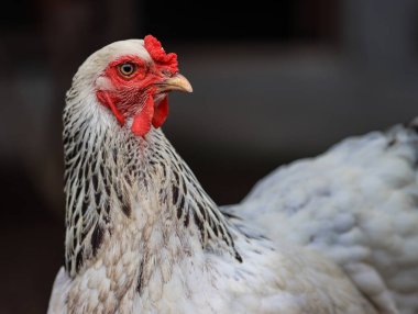 Kırmızı Tarak ve Tüy Detaylı Beyaz ve Siyah Brahma Tavuğu