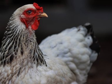 Kırmızı Tarak ve Siyah Tüylü Beyaz Brahma Tavuğunun Yakın Çekim Portresi