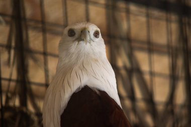Bir Brahminy uçurtmasının ön görüntüsü veya Elang Bondol ile Beyaz Kafa ve Kahverengi Plumage in Esativity
