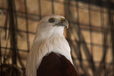 Bir Brahminy uçurtması ya da Elang Bondol 'un Beyaz Kafalı ve Kahverengi Gövdesi Esaret Altında