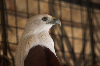 Brahminy uçurtmasının yakın plan profili ya da Beyaz Kafalı Elang Bondol ve Tutsak Gövdesi