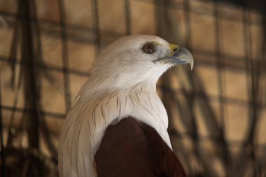 Bir Brahminy uçurtmasının ya da Bondol Kartalının Beyaz Kafalı ve Kahverengi Tüylü Yakından Çekimi