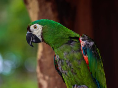 Canlı Yeşil Papağan Tropikal Çevrede Dallara Tüymüş