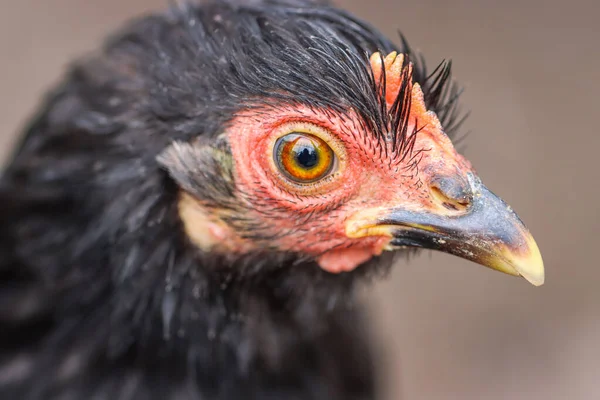 Keskin Gözlü ve Ayrıntılı Tüylü Siyah Tavuğun Yakın Çekim Portresi