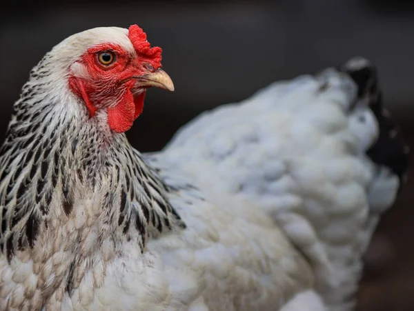 Çiftlik Avlusunda Kırmızı Taraklı Beyaz ve Siyah Brahma Tavuğu