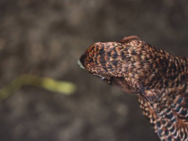 Doğal Yaşam Alanında Kahverengi ve Siyah Tüylü Kadın Sülünün Kapanışı