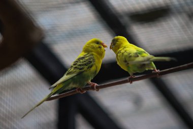 İki yeşil ve sarı Budgerigar Bir dalın üzerine tüneyerek Bir kafeste karşı karşıya