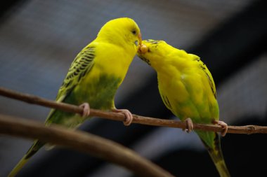 İki Sarı ve Yeşil Budgerigar Bir Dalda Tüylerken Dokunan Gagalara