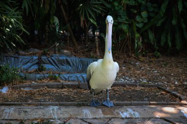 Avustralyalı Pelikan Tropikal Yaşam Alanında Duruyor ve Önüne Bakıyor