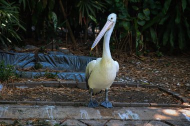 Lush Tropikal Çevrede Taş Yol Üzerinde Duran Avustralya Pelikanı