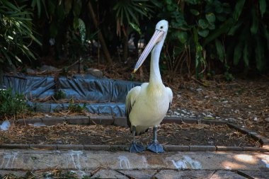 Avustralyalı Pelikan Tropikal Bahçede Yolda Duruyor