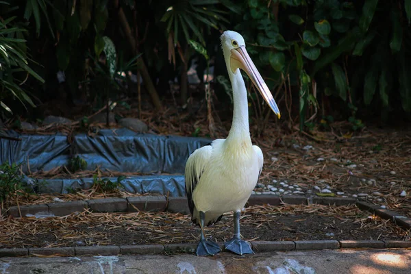 Avustralya Pelikanı Doğal Yaşam Alanında Bekliyor ve Bekliyor