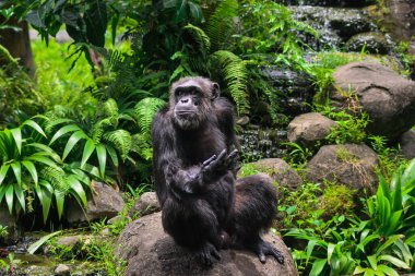 Şempanze Yeşil Sebzeli Lush Tropikal Ormanında Kaya 'da Oturuyor