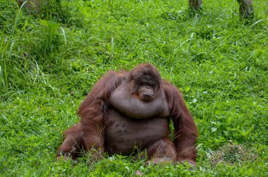 Orangutan Tropikal Yağmur Ormanları 'nda Yeşil Çimlerde Oturuyor