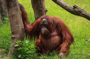 Yeşil Çimlerde Oturan ve Doğal Yaşam Alanında Ağaç Tutan Sumatra Orangutanı