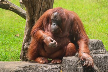 Sumatra Orangutanı Kayada Oturuyor ve Doğal Yaşam Alanında Düşünceli Görünüyor