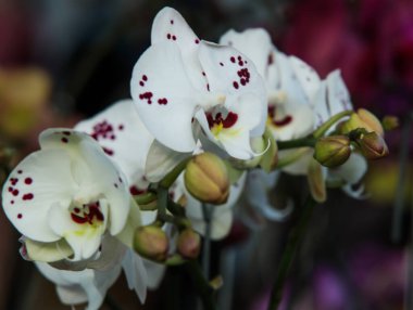 Beyaz Phalaenopsis Orkidesi 'nin yakın çekimi. Kırmızı Noktalar ve Tomurcuklar Kapalı Kapılar' da çiçek açıyor.