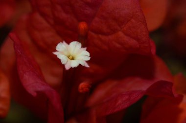 Pembe Parlakların İçinde Beyaz Bougainvillea Çiçeği 'nin Macro' su