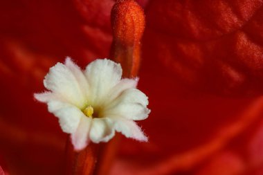 Kırmızı Parlak Beyaz Bougainvillea Çiçeği Macro