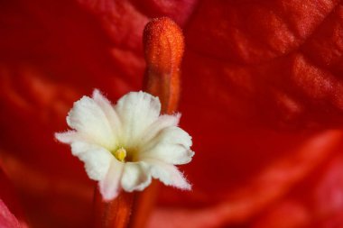 Kırmızı Yapraklı Beyaz Bougainvillea Çiçeği 'nden Macro