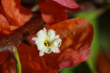 Beyaz Bougainvillea Çiçeği Turuncu Parantez ve Dikenkökü Kapalı-