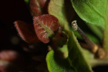 Genç Bougainvillea 'nın Macro' su İnce Saç Dokusuyla Ayrıldı