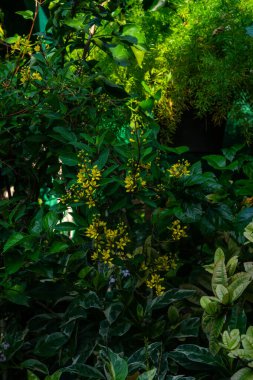 Altın Thryallis veya Galphimia glauca ile Parlak Sarı Çiçekler ve Yeşiller Tropikal Bahçede