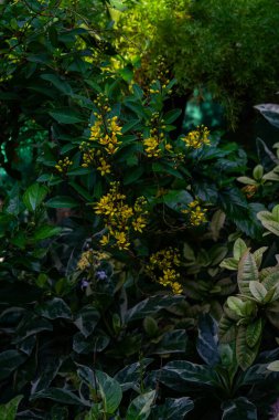 Altın Thryallis ya da Galphimia glauca Parlak Sarı Çiçekler ve Gün Işığında Yeşil Yapraklar