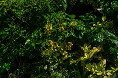 Altın Thryallis veya Galphimia glauca ile Berrak Tropikal Bahçede Parlak Sarı Çiçekler