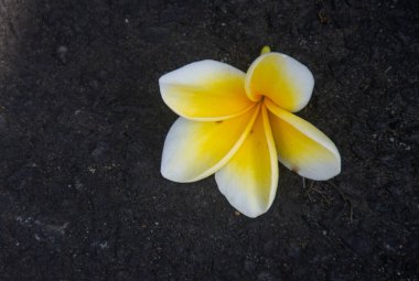Frangipani ya da Plumeria Rubra ya da Bunga Kamboja, üzerinde Beyaz ve Sarı Yapraklar