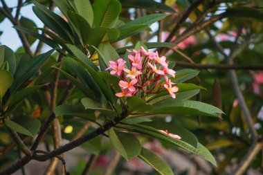 Yeşil Yapraklı Güzel Pembe Plumeria Çiçekleri Tropik Bahçede
