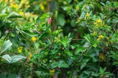 Yeşil Yapraklar Arasında Pembe Hibiscus Çiçeği Bud veya Kembang Sepatu Tropikal Bahçede