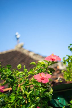 İki Pembe Hibiscus Çiçeği veya Kembang Sepatu Mavi Gökyüzü Arka Grubuyla Tropik Bahçede Açan