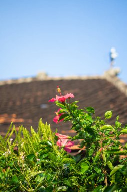 Geleneksel Çatı Arkaplanı Açık Mavi Gökyüzü Altında Çiçek Açan Pembe Hibiscus Çiçeği
