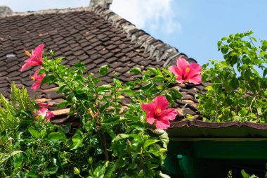 Pembe Hibiscus Çiçekleri Parlak Mavi Gökyüzü Altındaki Tropikal Bahçede Çiçek Açan Çatı