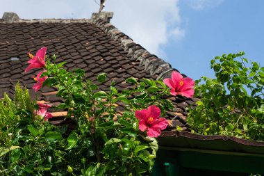 Pembe Hibiscus Çiçekleri Parlak Mavi Gökyüzünün altında Eski Çatı Döşemeleri