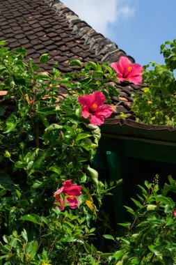 Parlak Pembe Hibiscus Çiçekleri Tropikal Bahçede Geleneksel Döşemeli Çatı 'nın yanında Çiçek açıyor