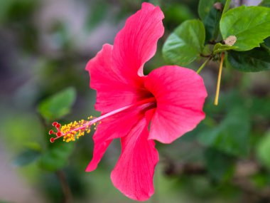 Bahçede açan güzel pembe bir amber çiçeği ya da kembang sepatu.