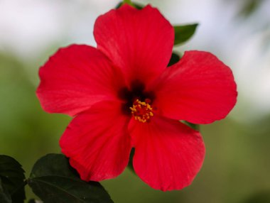 Parlak kırmızı bir amber çiçeğini kapat ya da bahçede açan kembang sepatu