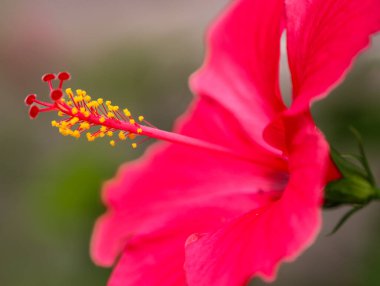 Yumuşak doğal ışıkta sarı polenleri olan güzel pembe amber çiçeğinin yakın çekimi.