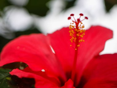 Bulanık arkaplan ile çiçek açmış canlı kırmızı amber çiçeğinin yakın çekimi