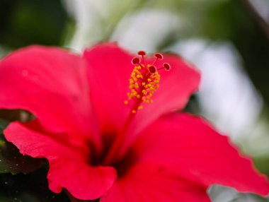 Bir Timsah Başı ve Derisi Dokusunun Ayrıntılarını Kapat
