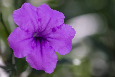 Mor Ruellia Çiçeğinin Macro Yakın Çekimi ya da Yumuşak Yeşil Arkaplanlı Bunga Kencana Ungu