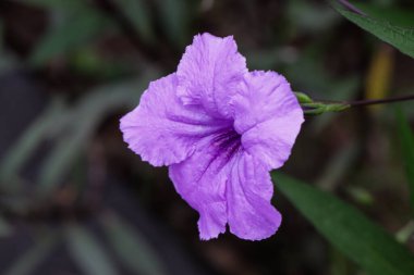 Mor Ruellia Çiçeğinin Yakın Çekimi ya da Yumuşak Doğal Geçmişe sahip Bunga Kencana Ungu
