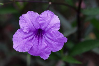 Mor Ruellia Çiçeği 'nin Yakın Çekimi veya Tam Çiçek' teki Bunga Kencana Ungu