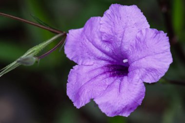 Bir Timsah Başı ve Derisi Dokusunun Ayrıntılarını Kapat