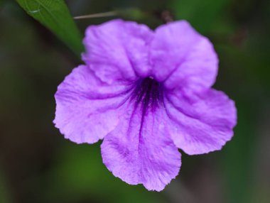 Ayrıntılı Yapraklı Mor Ruellia Çiçeği veya Bunga Kencana Ungu 'nun Yakın Çekimi