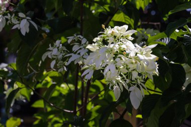 Beyaz Mussaenda Çiçekleri veya Bunga Nusa Indah Putih Yeşil Yapraklarla Tropikal Bahçede Çiçek açıyor
