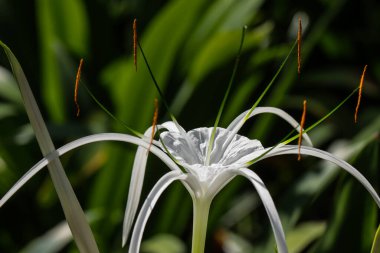 Güneş Işığında Yeşil Arkaplanlı Beyaz Örümcek Lily Çiçeğinin Yakın Çekimi